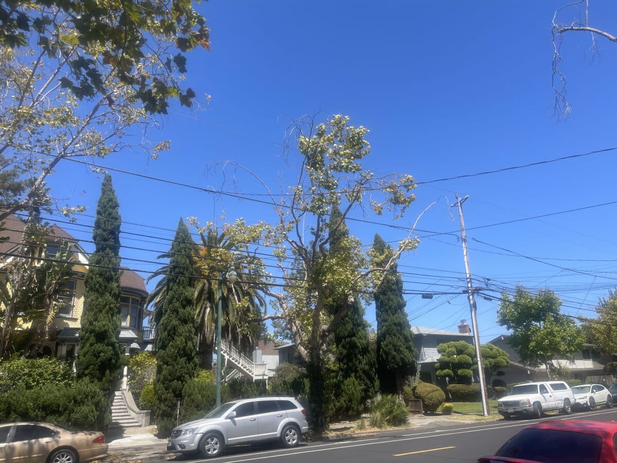 Alameda Post - trees that have been trimmed with sparse leaves.