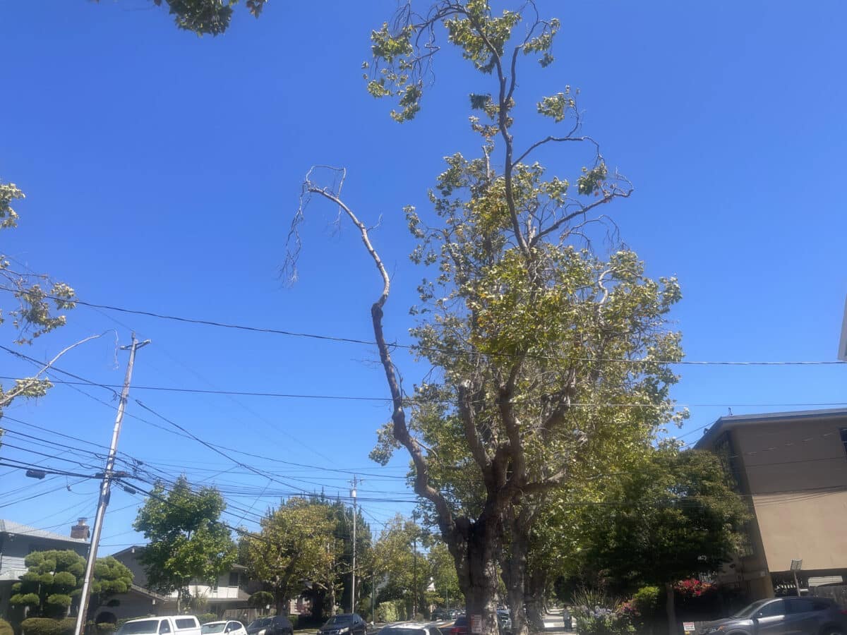 Alameda Post - trees that have been trimmed with sparse leaves.