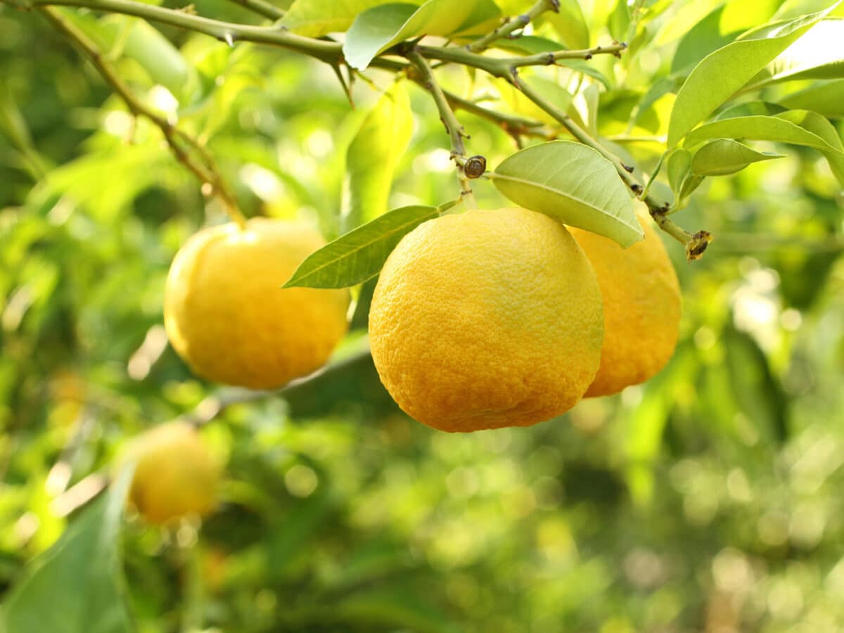Alameda Post - Yuzu growing on a tree