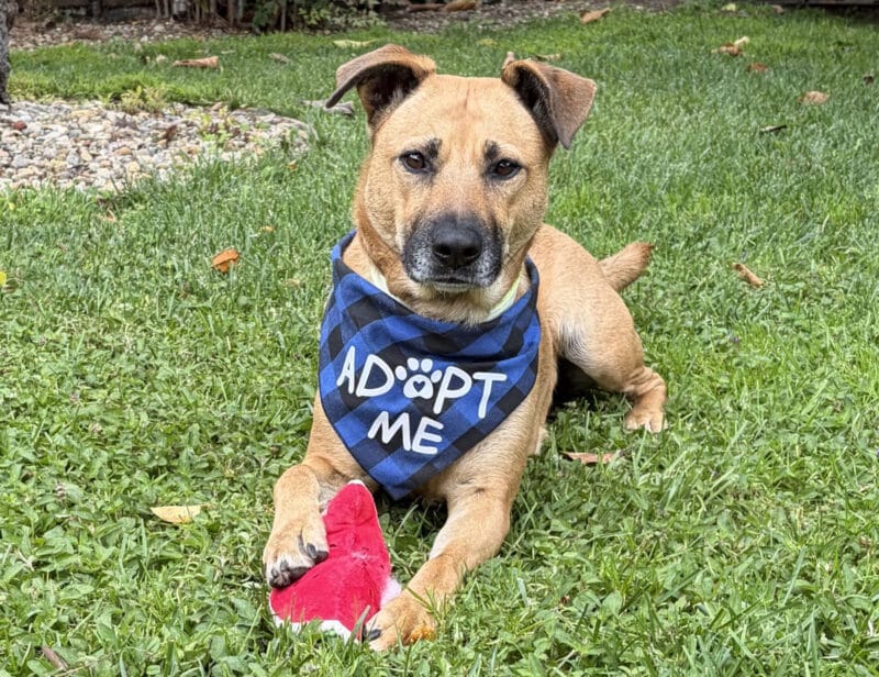 Alameda Post - A photo of Lexi the dog laying in the grass with a toy and a bandana that says "Adopt Me."
