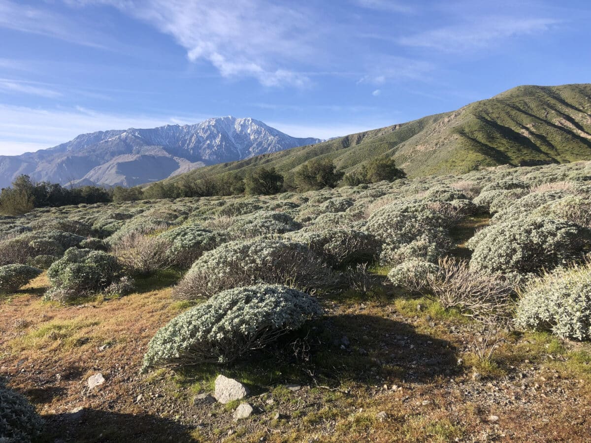 Alameda Post - Shrubs and grasses in a landscape with mountains in the background. 