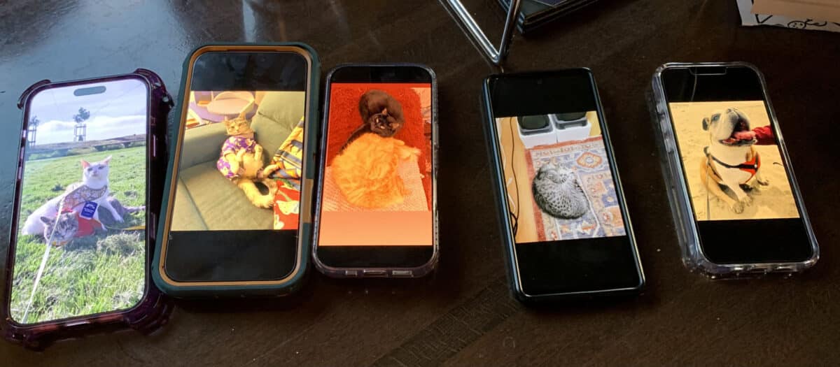 Alameda Post - A photo of phones on a table showing photos of pets.