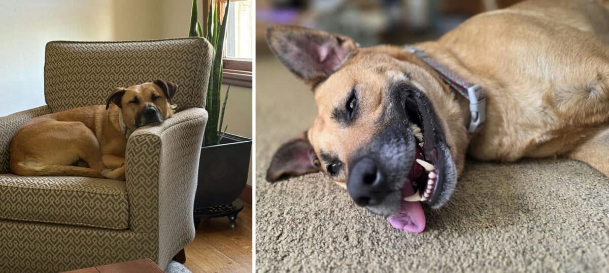 Alameda Post - Lexi the dog curls up on a chair and lays happily on the carpet.