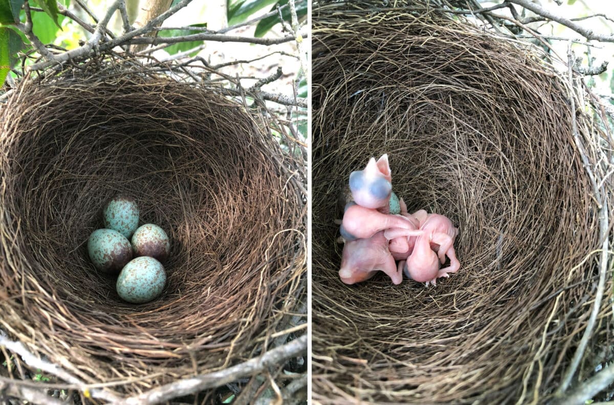 Alameda Post - A photo of a nest with four eggs in it, and a photo of several squirmy pink baby birds, and either nest fragments or a remaining egg. 