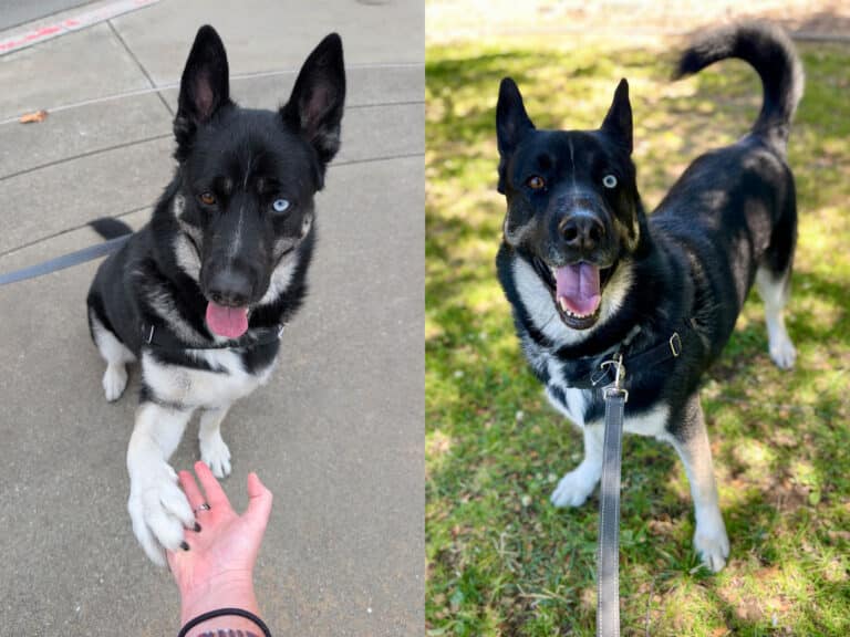 Alameda Post - two photos of a black and white Husky mix with one brown and one blue eye.