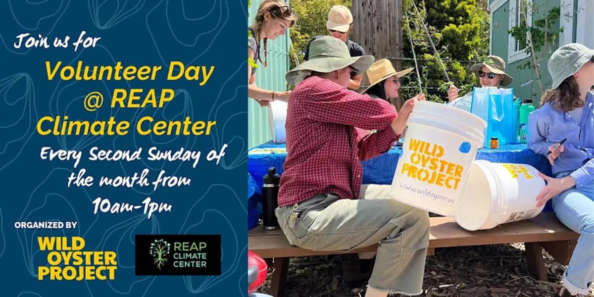 Alameda Post - The poster for volunteer day with the Wild Oyster Project.