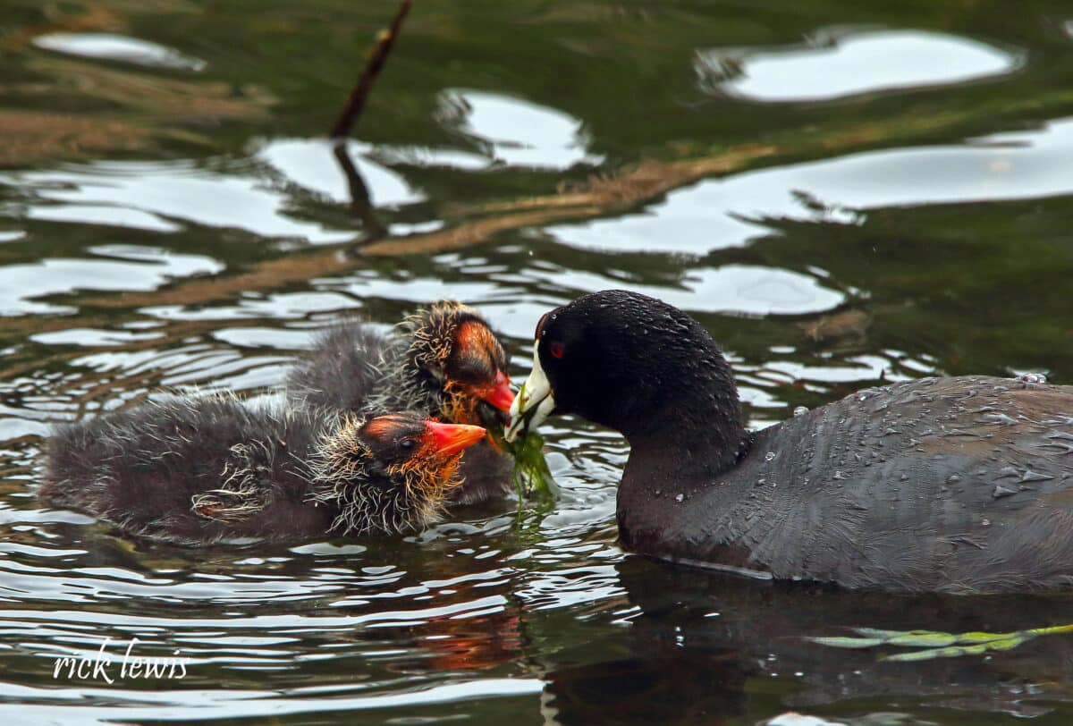Alameda Post - A waterbird with two young chicks. 