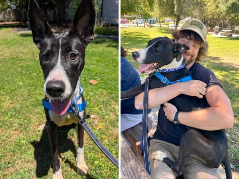 Alameda Post - Daphne the adoptable dog.