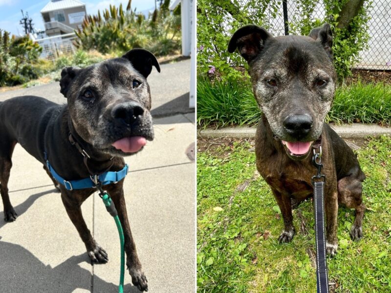 Alameda Post - Gambit the black dog, with white sugar speckles on his face.