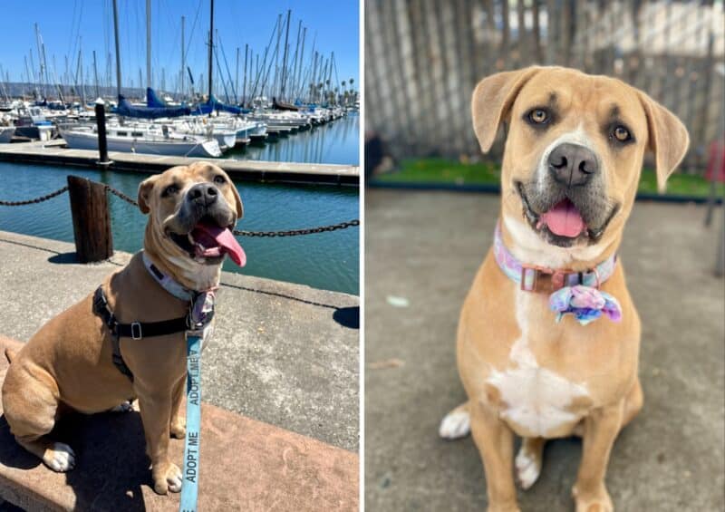 Alameda Post - Penny the dog sits by the water and smiles, and looks into the camera.