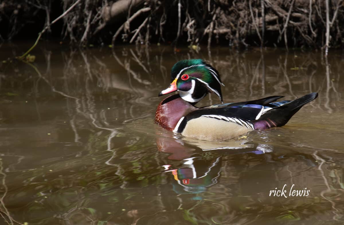 Alameda Post - A beautiful and ornate Wood Duck floats in the water.