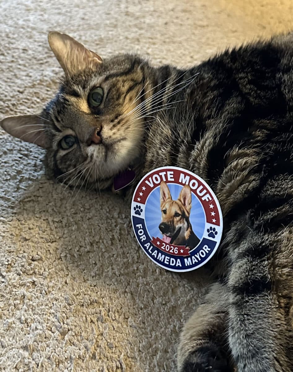Alameda Post - A tabby cat lays on a carpet with a Mouf for Mayor sticker. 