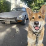 Alameda Post - Mouf the dog sits in front of a 1971 Datsun 240 Z.
