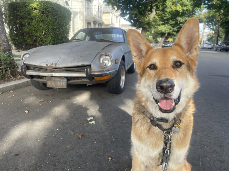 Alameda Post - Mouf the dog sits in front of a 1971 Datsun 240 Z.