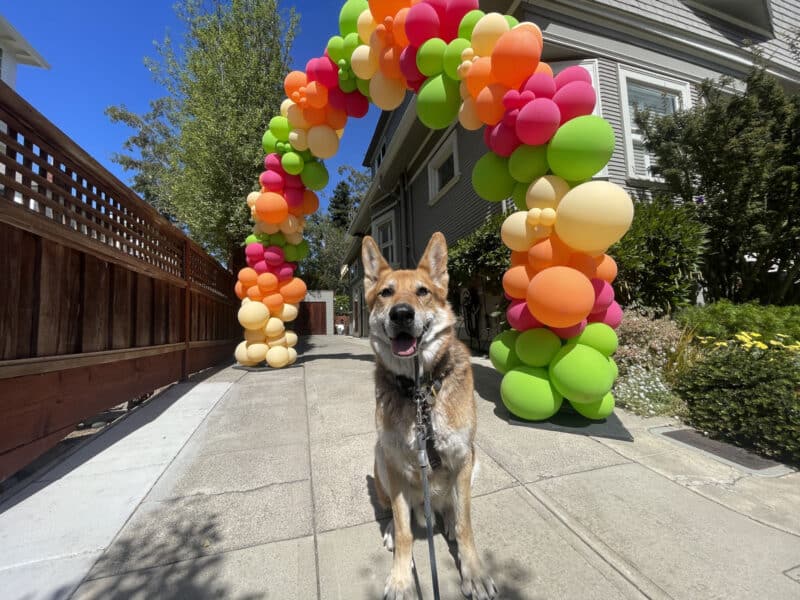 Alameda Post - Mouf the dog sits in a balloon arch.