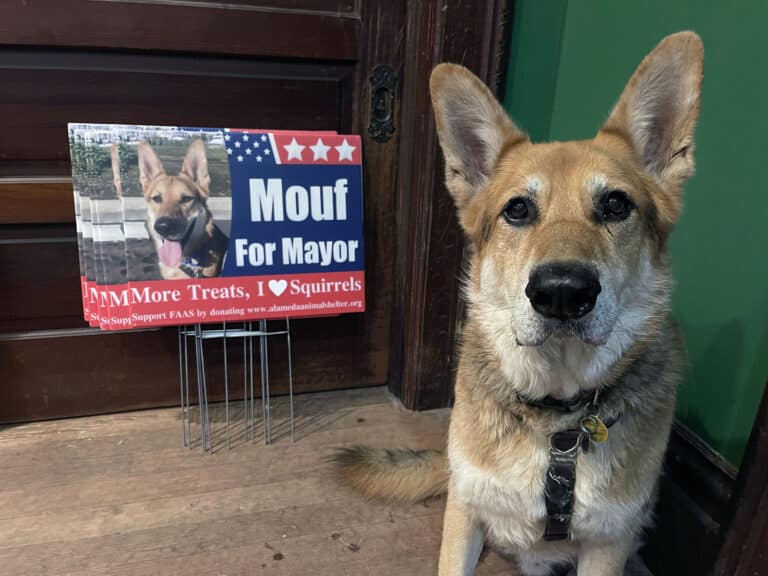 Alameda Post - Mouf the dog poses with his new campaign sign for mayor