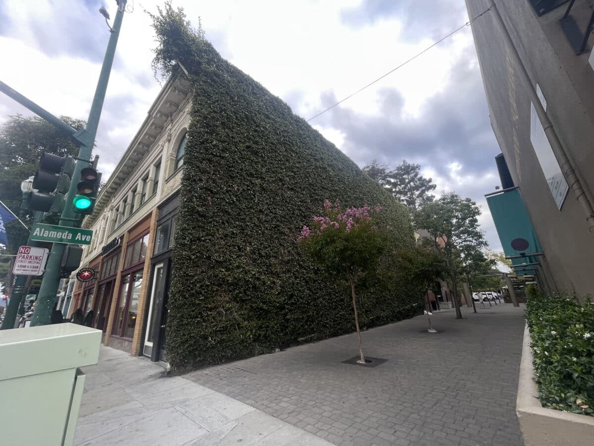 Alameda Post - A photo from a Park Street building that is completely covered with Ivy on the side. 