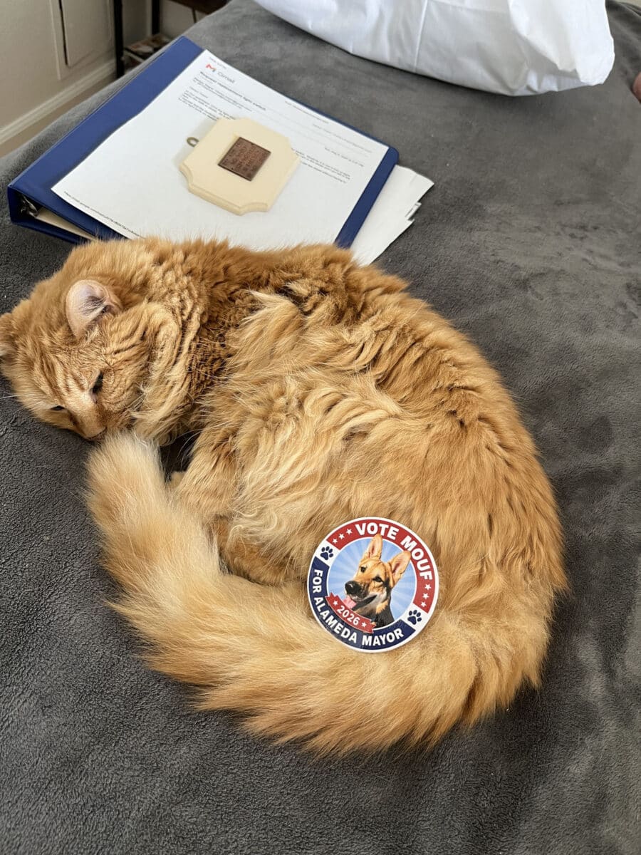 Alameda Post - A curled up sleeping cat with a Mouf for Mayor button or sticker. 