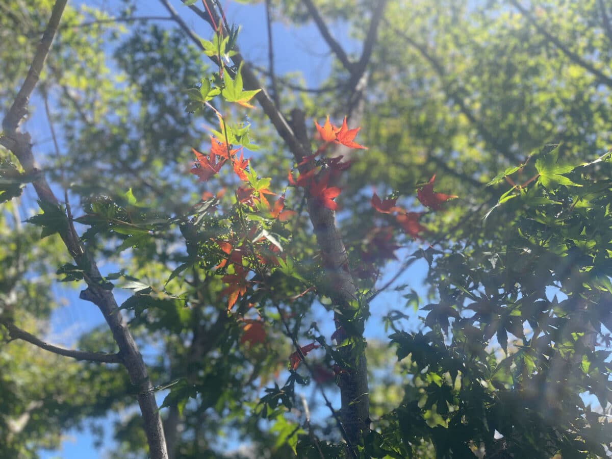 Alameda Post - Tree branches with the sky in the background. The leaves are mostly green, but some red leaves have started to form.