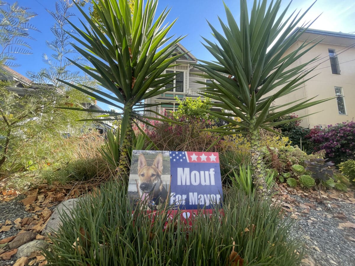 Alameda Post - A Mouf for Mayor sign in someone's yard.