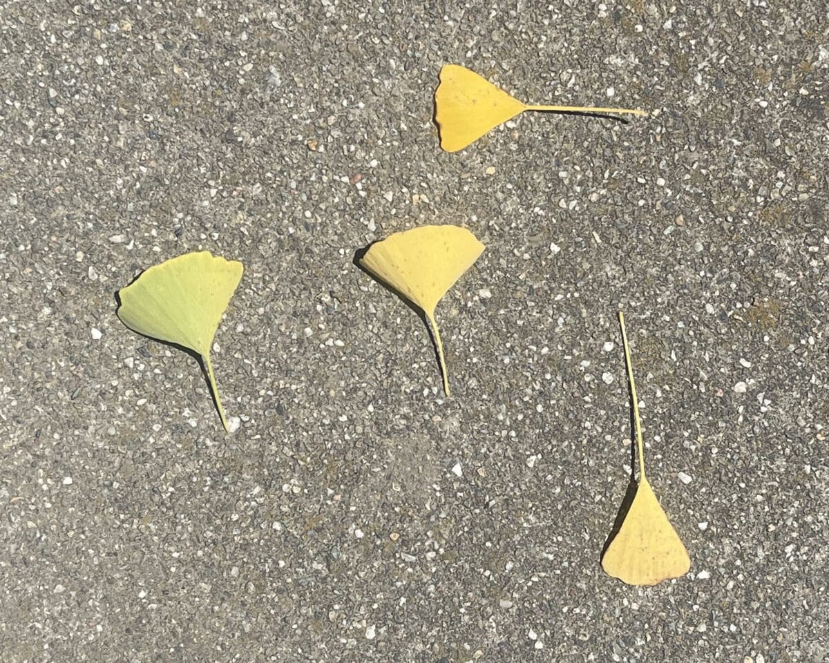 Alameda Post - Ginkgo leaves on the ground.