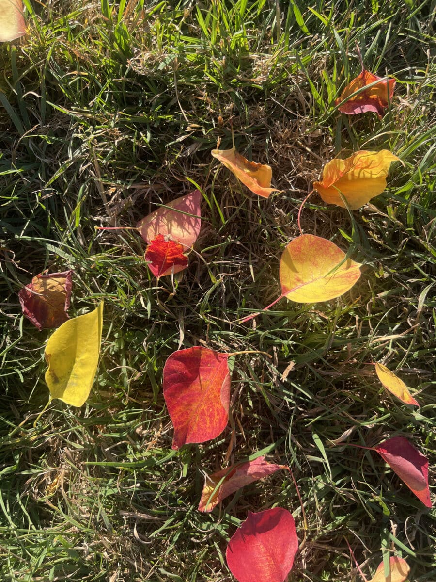 Alameda Post - Colorful leaves fallen on grass.