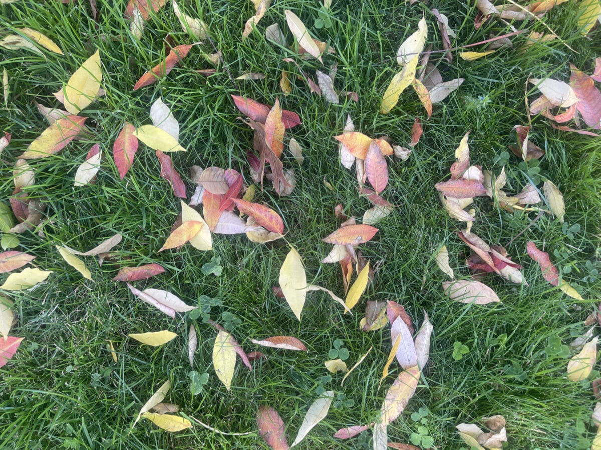 Alameda Post - Colorful leaves fallen on the grass.