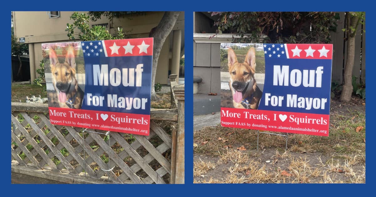 Alameda Post - Mouf for Mayor yard signs. 