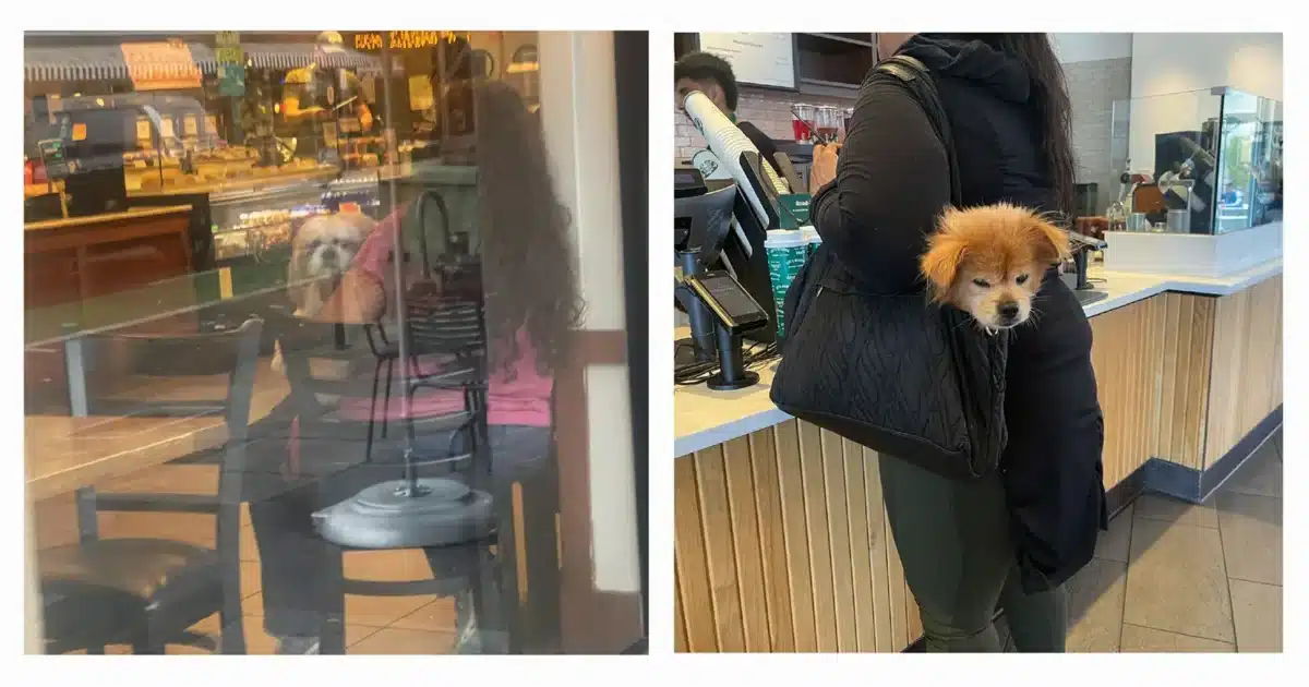Alameda Post - two photos- one of a person in line at a store with a dog whose head is peeking out of a bag, another of a woman sitting in a coffee shop with a dog on her lap