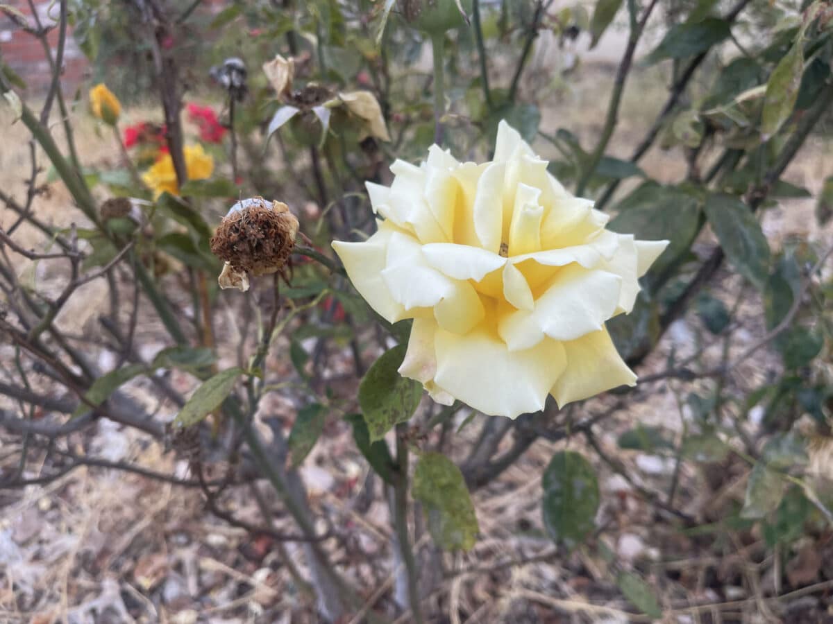 Alameda Post - A blooming yellow rose.