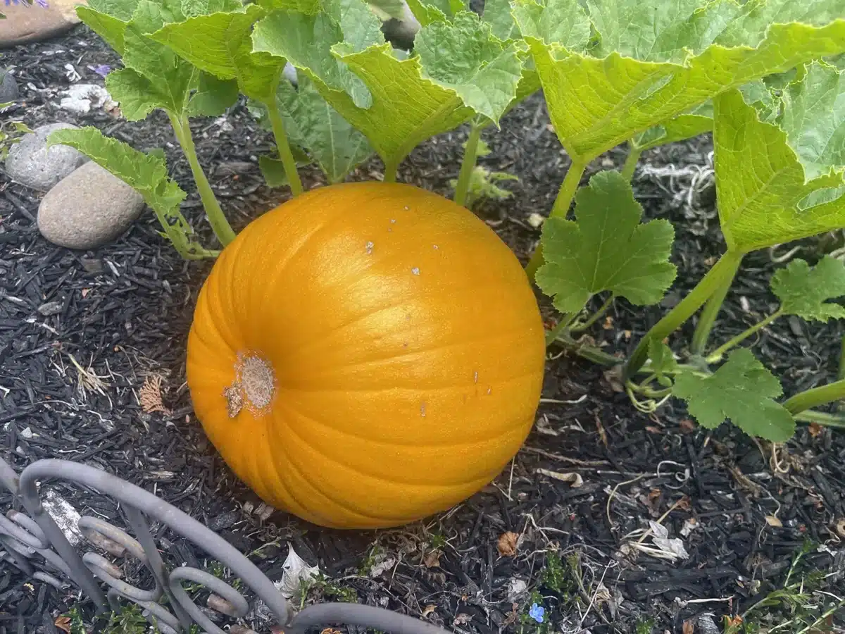 Alameda Post - a pumpkin growing