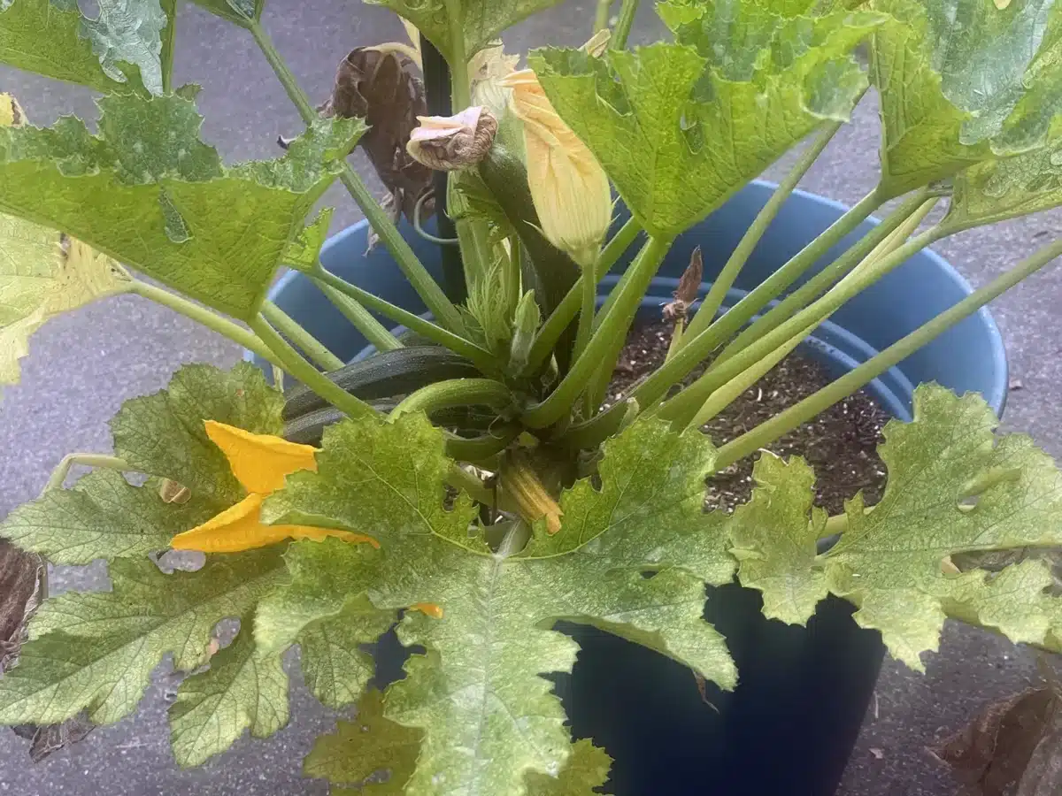 Alameda Post - zucchini blossoms and young squash