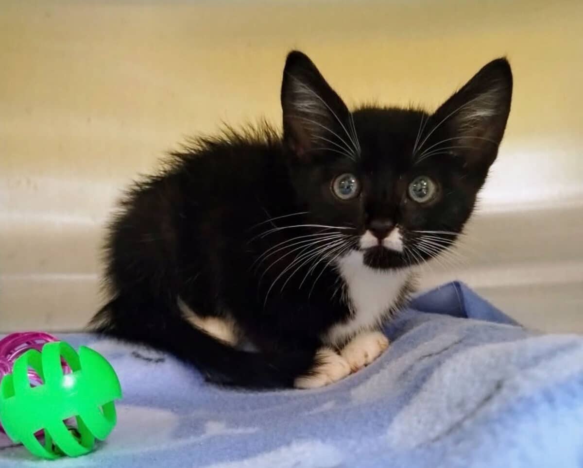 Alameda Post - A fuzzy and clean tuxedo kitten on a blanket.