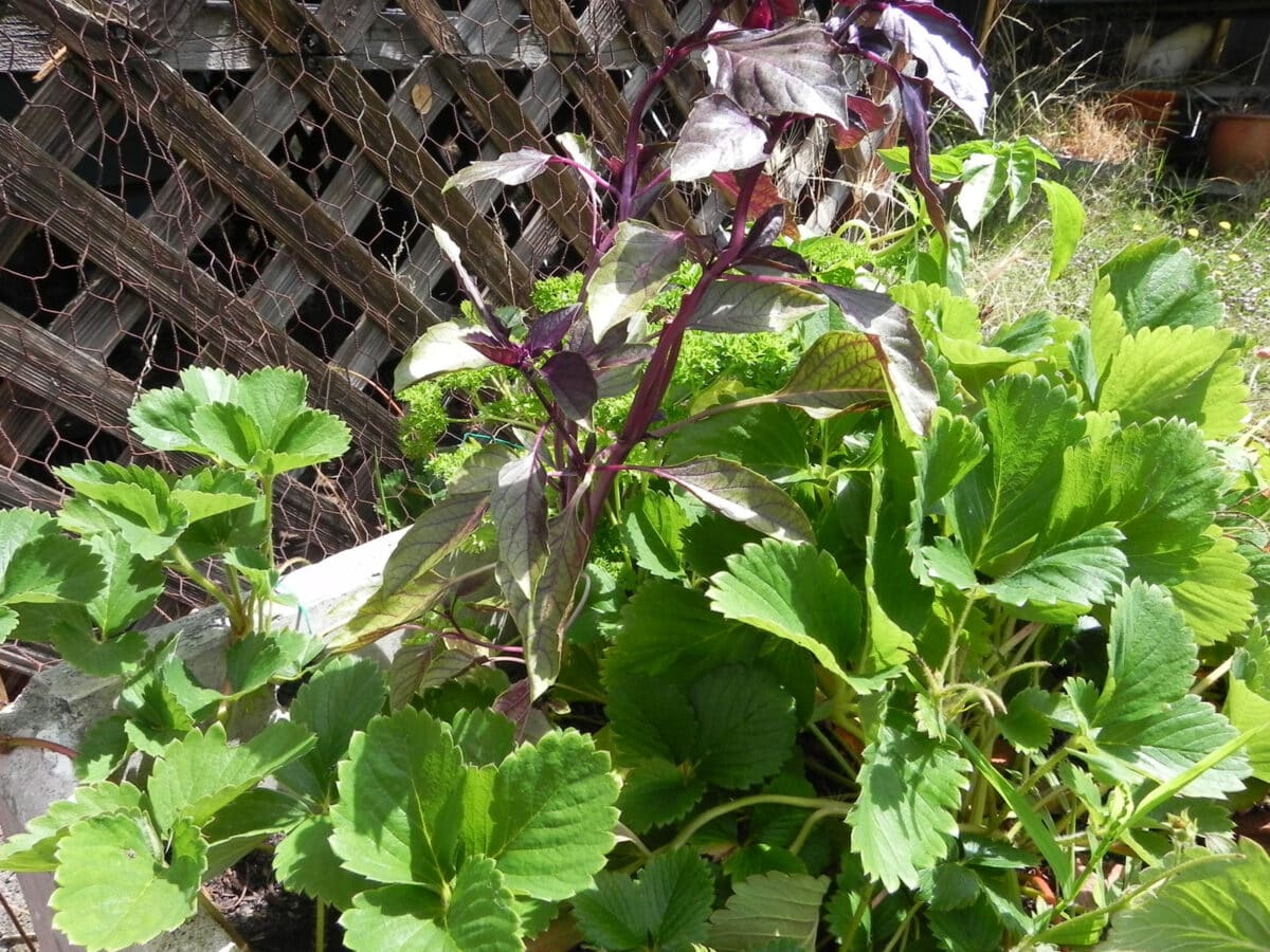 Alameda Post - An assortment of herbs growing in a garden.