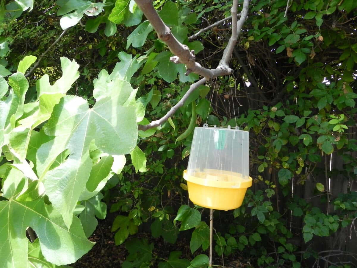Alameda Post - A fly trip hanging in a tree.