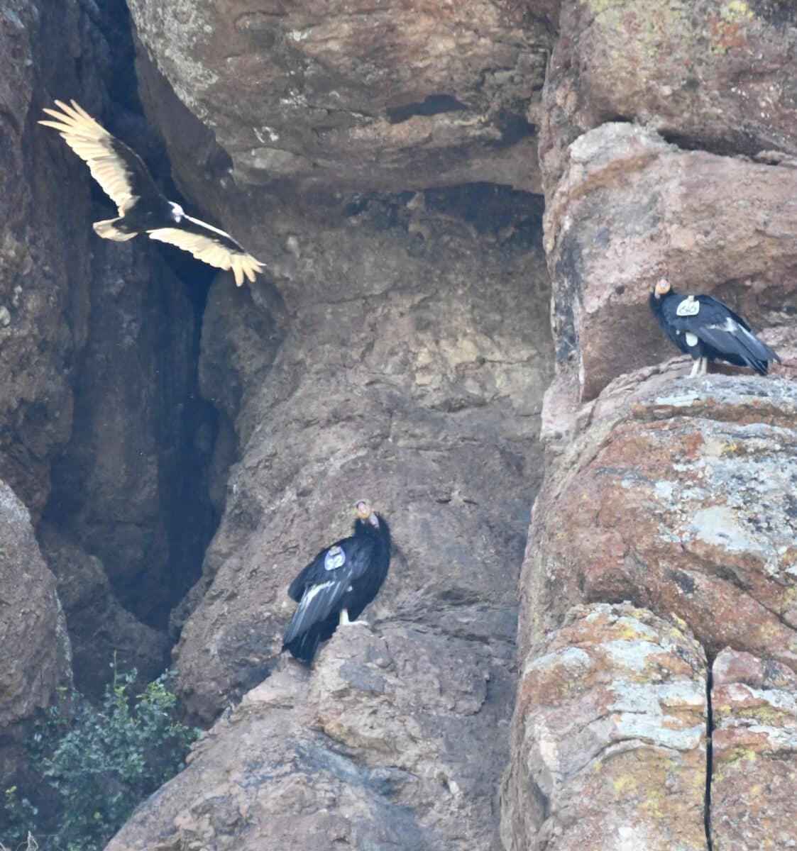 Alameda Post - Three condors amongst the rocks in a natural area.
