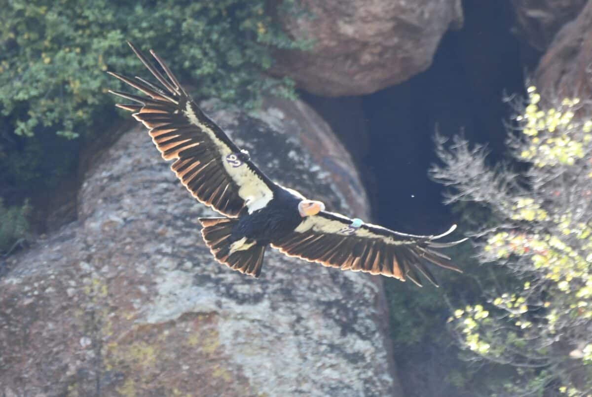 Alameda Post - A large California Condor soars against the backdrop of a rock wall. 
