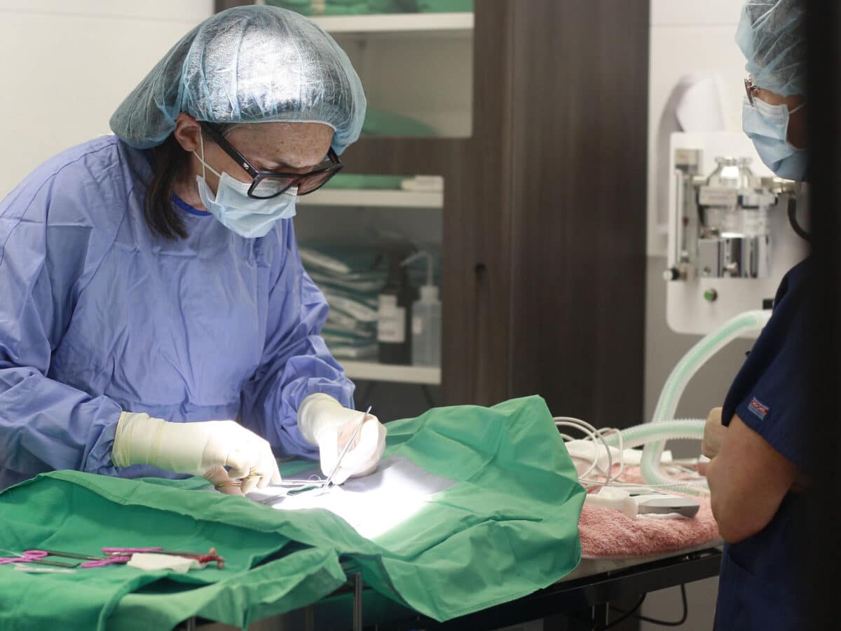 Alameda Post - A veterinarian performs a procedure on an animal. The animal is mostly covered with a sheet, and the vet is stitching them up.