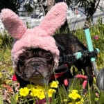 Alameda Post - A small black bulldog or similar kind of dog wears pink bunny ears and uses a dog wheelchair while on a lawn with flowers.