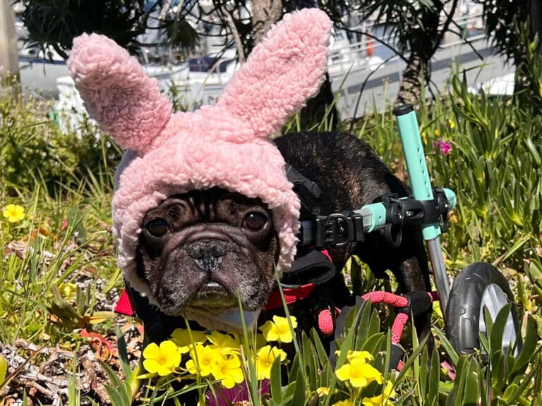 Alameda Post - A small black bulldog or similar kind of dog wears pink bunny ears and uses a dog wheelchair while on a lawn with flowers.