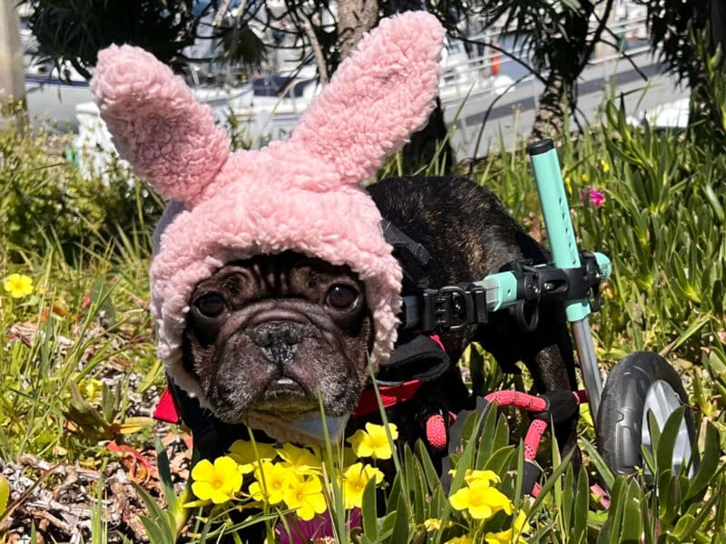 Alameda Post - A small black bulldog or similar kind of dog wears pink bunny ears and uses a dog wheelchair while on a lawn with flowers.