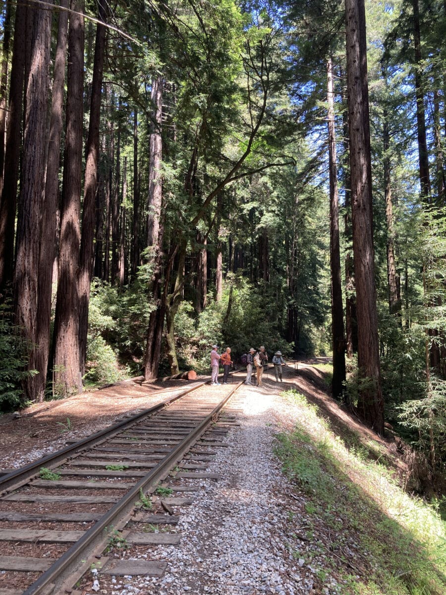 Alameda Post - A group of five hikers walk along the train tracks amongst towering Redwoods.
