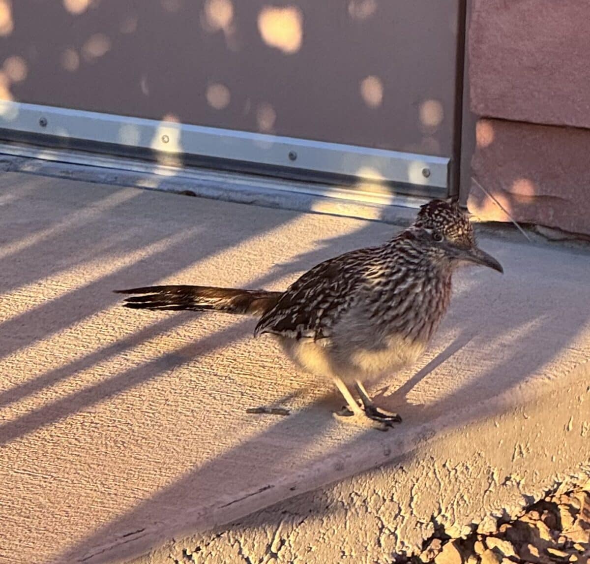 Alameda Post - A small bird, a roadrunner, on the ground. 