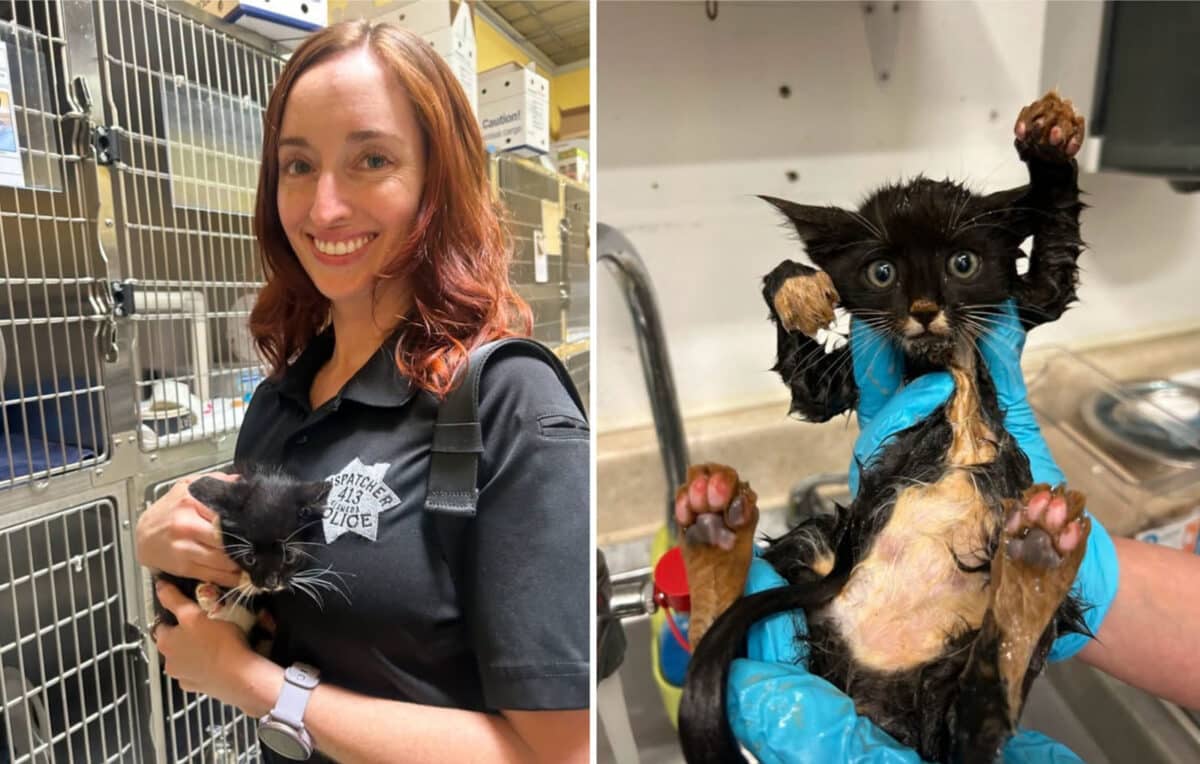 Alameda Post - An A.P.D. dispatcher smiles and holds a tuxedo kitten. In another photo, the same kitten receives a bath.