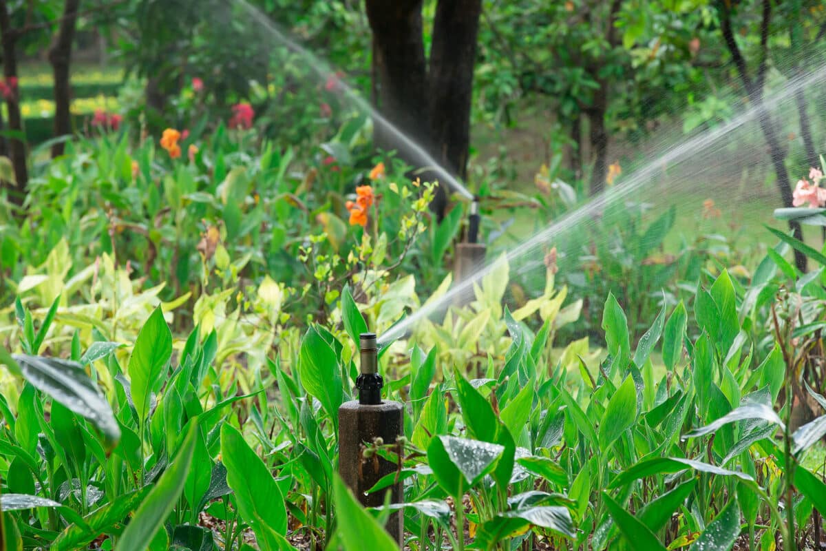 Alameda Post - Water Sprinkler in Garden Lawn on a sunny summer day.
