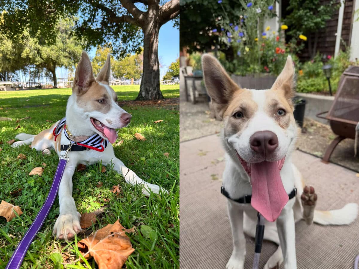 Alameda Post - two photos of a brown and white dog