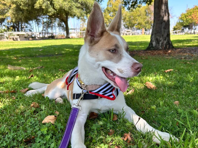 Alameda Post - a brown and white dog on the grass