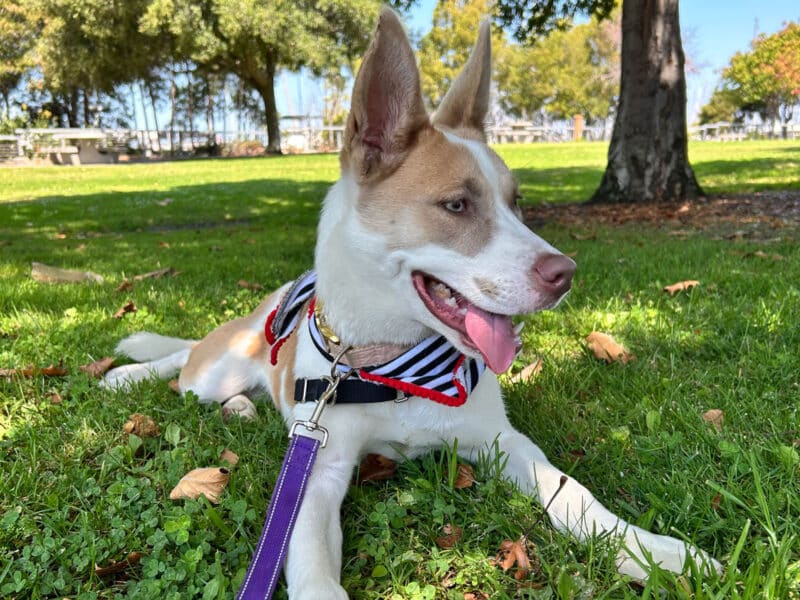 Alameda Post - a brown and white dog on the grass