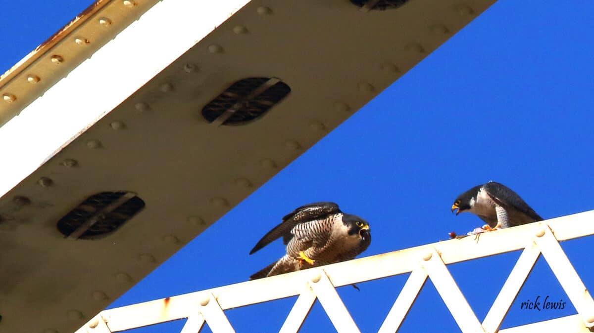 Alameda Post - Two peregrine falcons sit on the fruitvale bridge. One has caught something. 