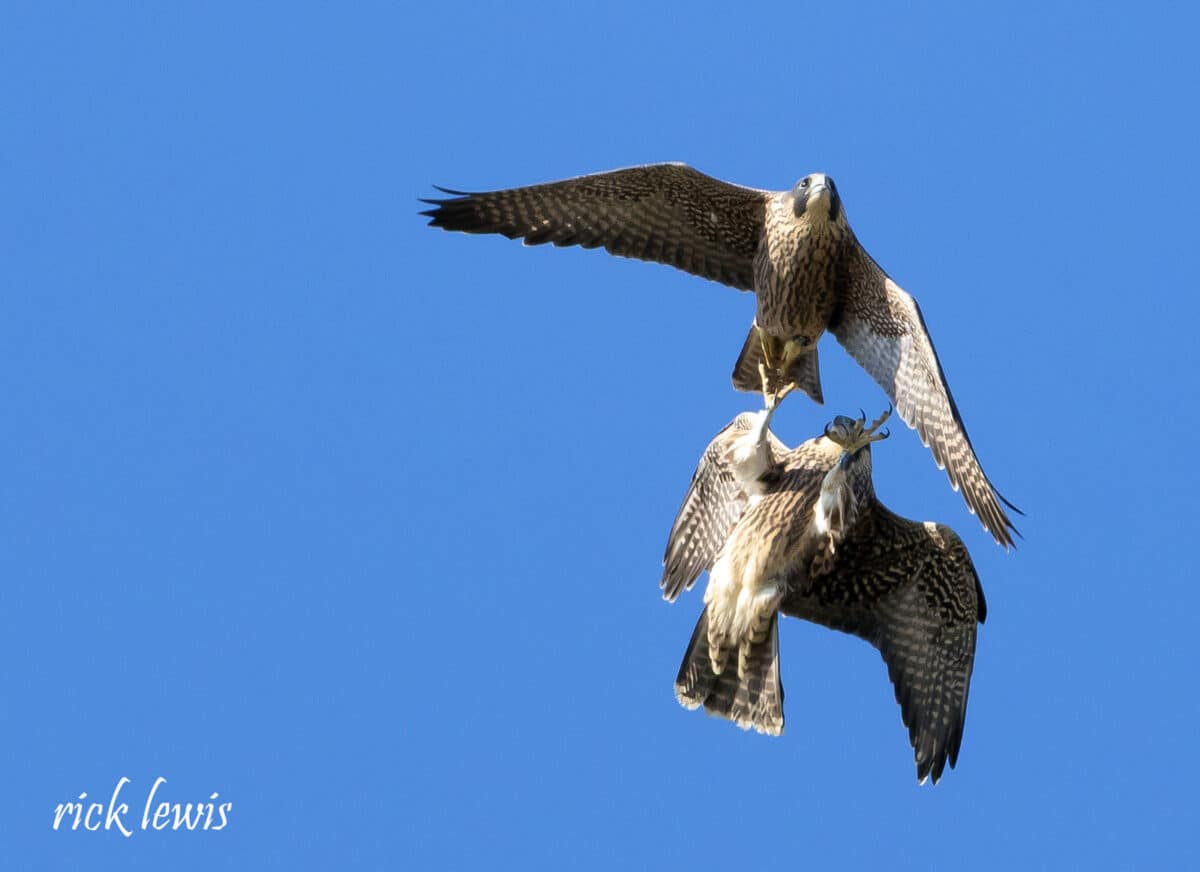 Alameda Post - Two peregrine falcons fly around each other and tap each other with their talons. 